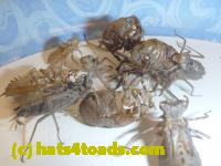 /home//u458753944/public_html/sourcegallery//////////////Insects and small critters/silliness/P1050001.JPG